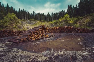 Contaminación del Medio Ambiente