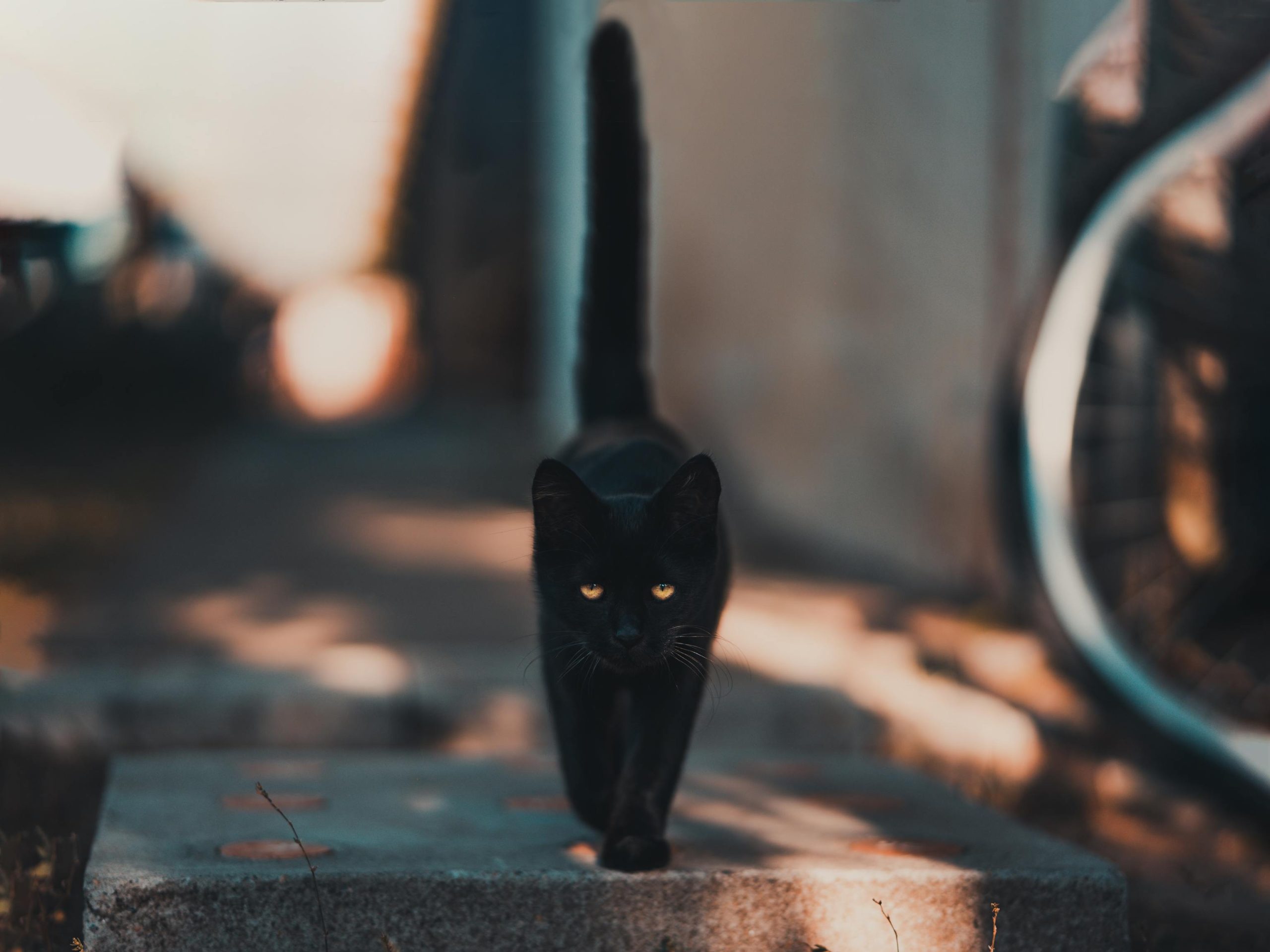 ¿Qué significa soñar con un gato negro?