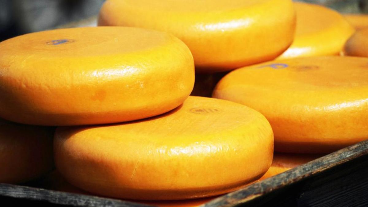 Beneficios y usos del queso Gouda