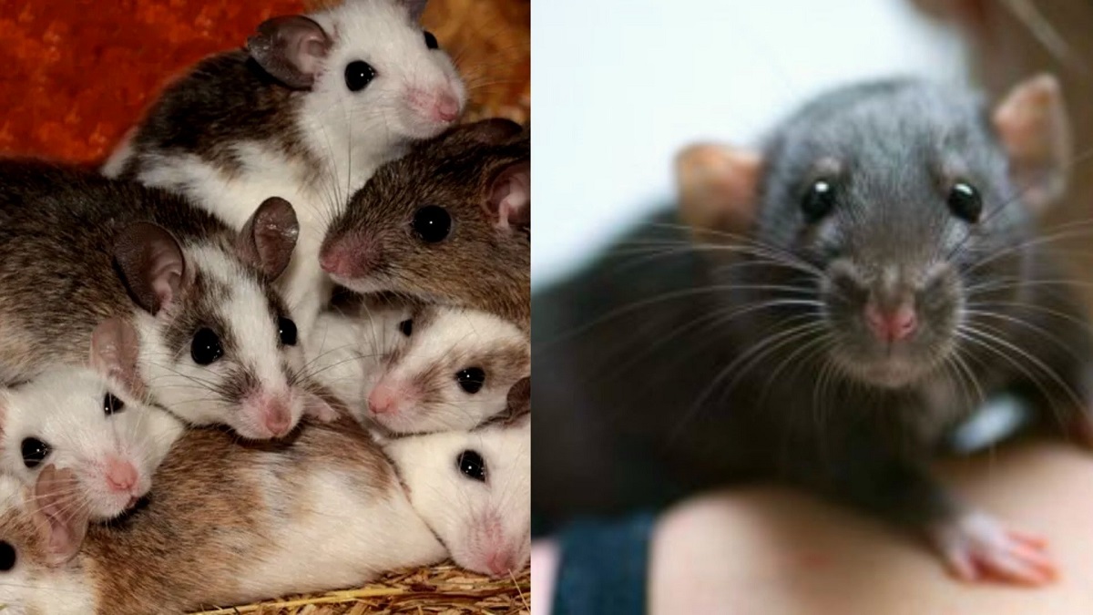 ¿Qué significa soñar con ratones pequeños vivos?