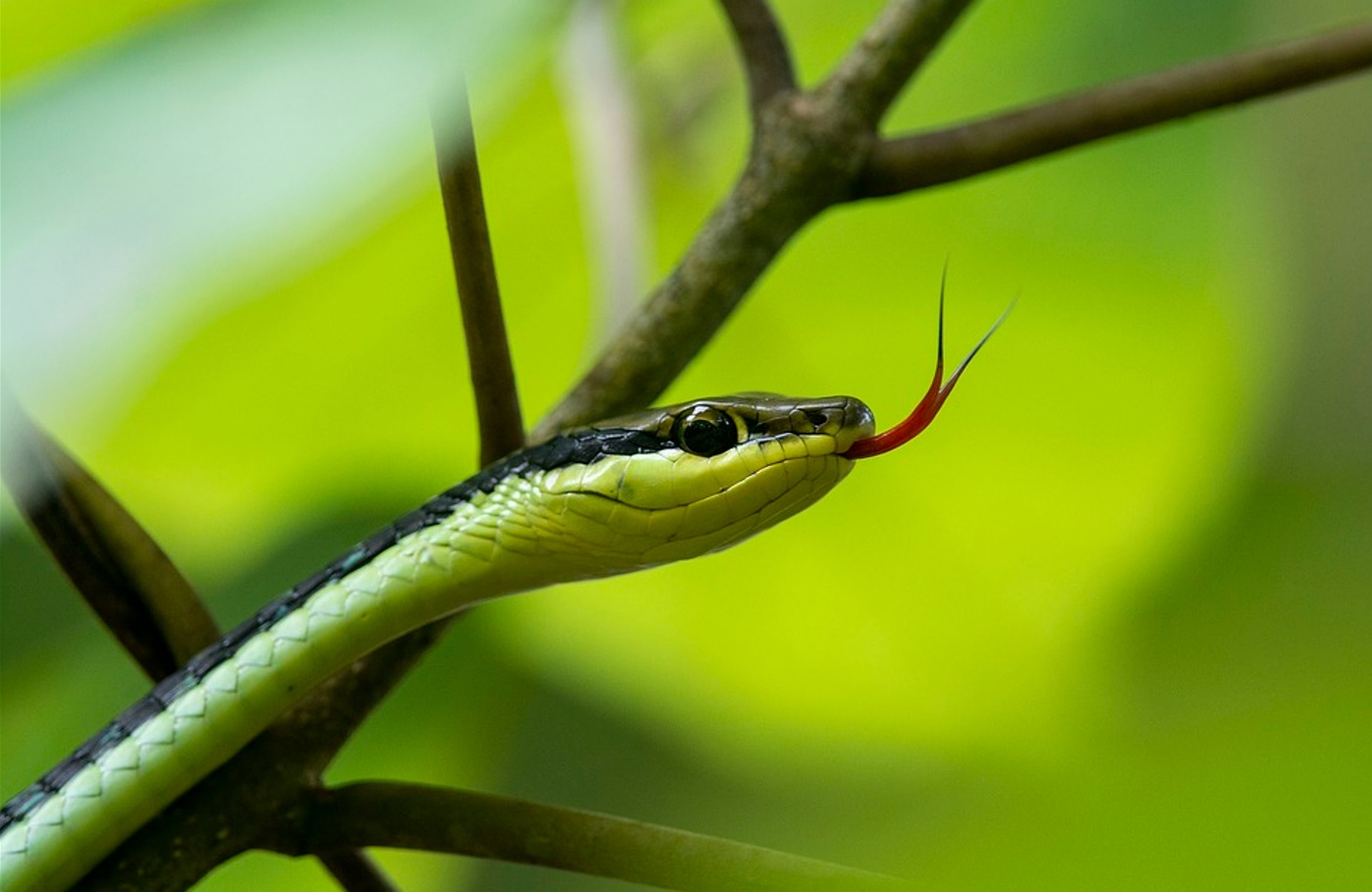 ¿Qué significa soñar con muchas serpientes grandes y pequeñas?