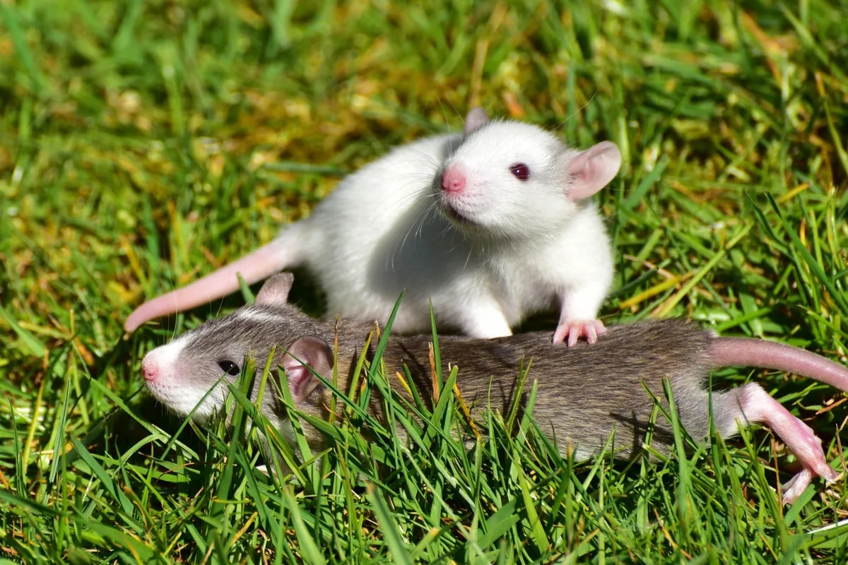 ¿Qué significa soñar con ratas y ratones?