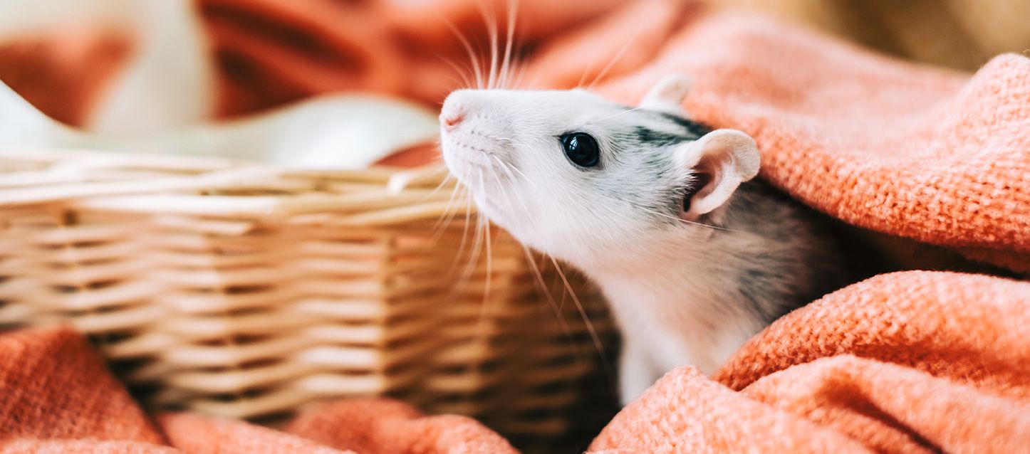 ¿Qué significa soñar con ratones blancos?
