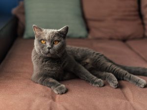 Gatitos: La Dulzura en Forma de Felinos