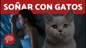 ¿Qué significa soñar con gatos?