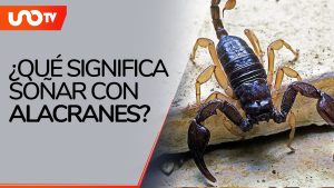 Qué significa soñar con alacranes