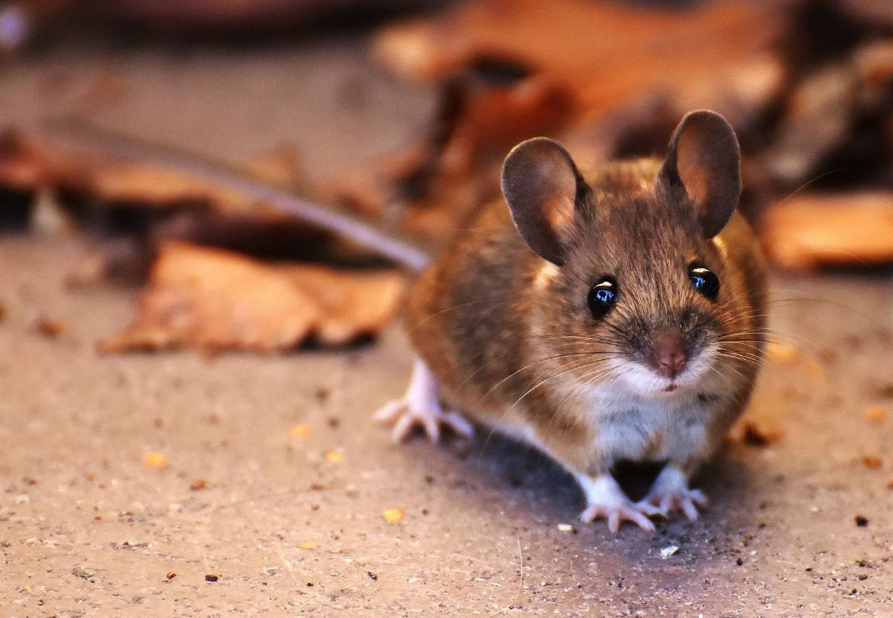 ¿Qué significa soñar con ratas y ratones vivos?