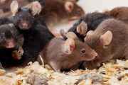 ¿Qué significa soñar con ratones?