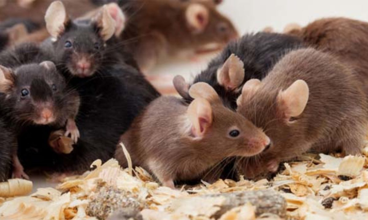 ¿Qué significa soñar con ratones?