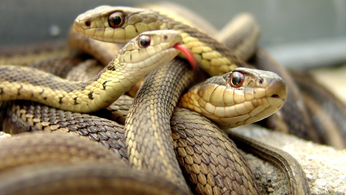¿Qué significa soñar con serpientes de diferentes tamaños y colores?