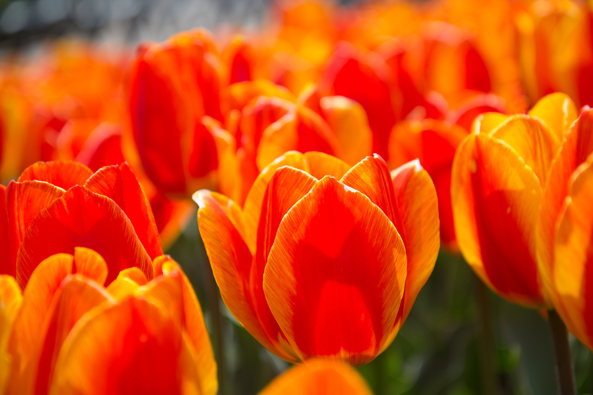 Tulipanes precio