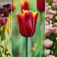 Tulipanes: Tipos, Características, Colores, Precios...